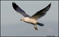 _0SB0401 ring-billed gull